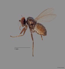 Chrysotus sp. "black 2" • © Chin Kai Qing • All Rights Reserved