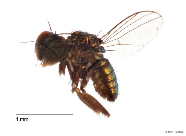 Chrysotus sp. "black 2"