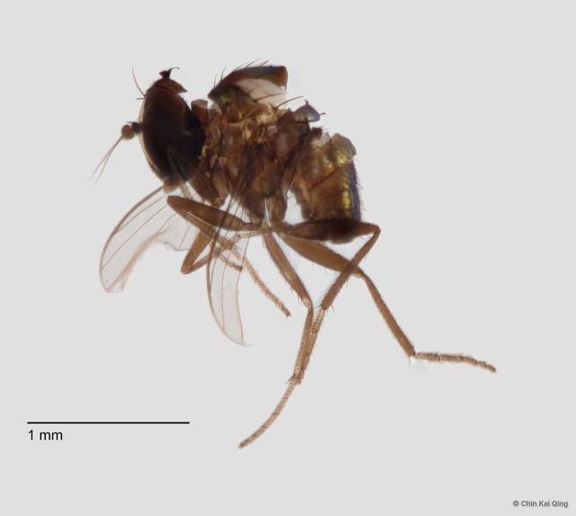 Chrysotus sp. "black 2"