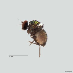 Chrysotus sp. "black 6" • © Chin Kai Qing • All Rights Reserved