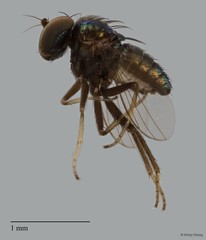 Chrysotus sp. "black 7" • © Kristy Chang • All Rights Reserved