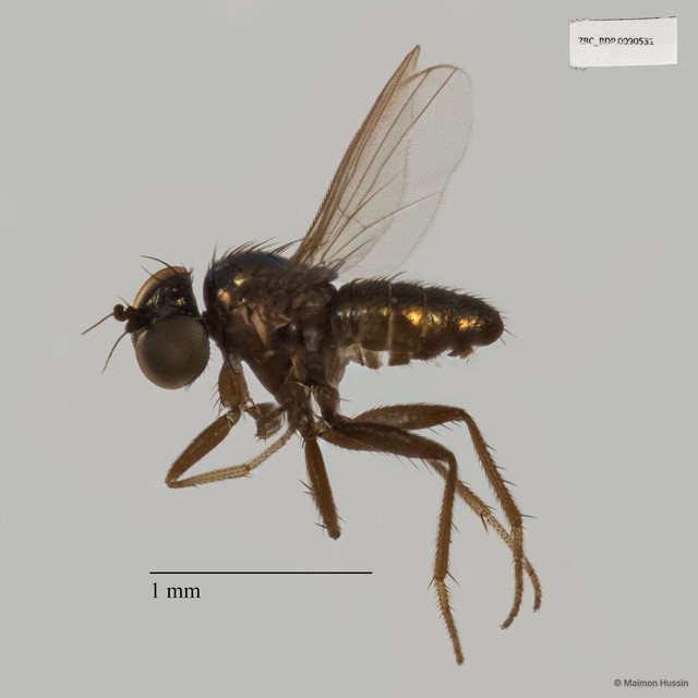Chrysotus sp. "black 7" • © Maimon Hussin • All Rights Reserved