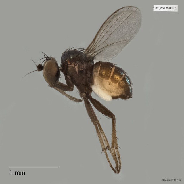 Chrysotus sp. "black9" • © Maimon Hussin • All Rights Reserved