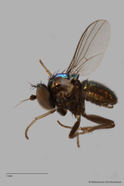 Chrysotus sp. "black9"