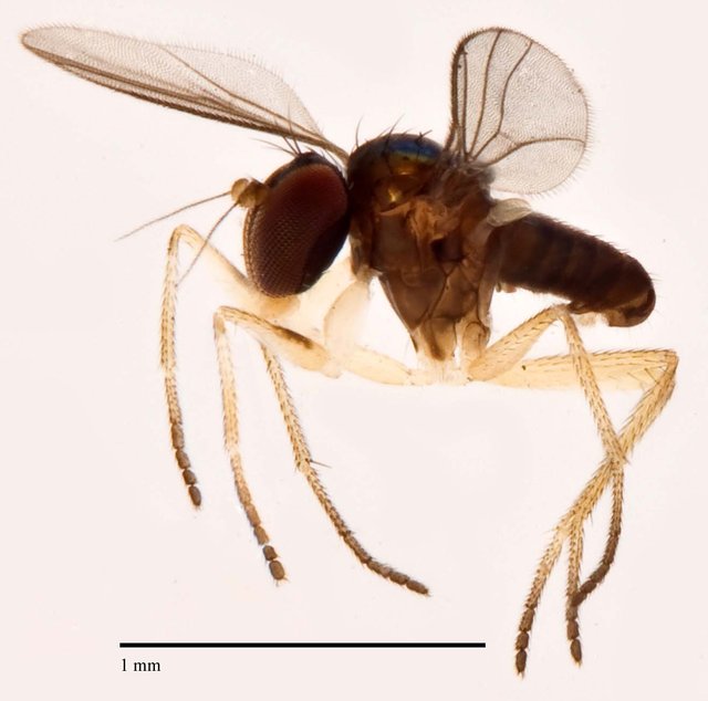 Chrysotus sp. "dot"