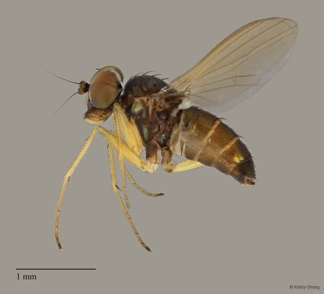 Chrysotus sp. "e91b855a" • © Kristy Chang • All Rights Reserved