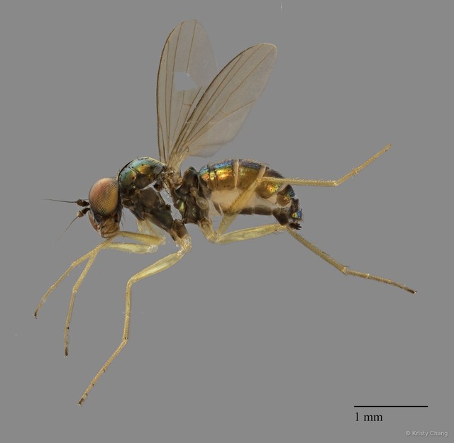 Chrysotus sp. "femalesingle" • © Kristy Chang • All Rights Reserved