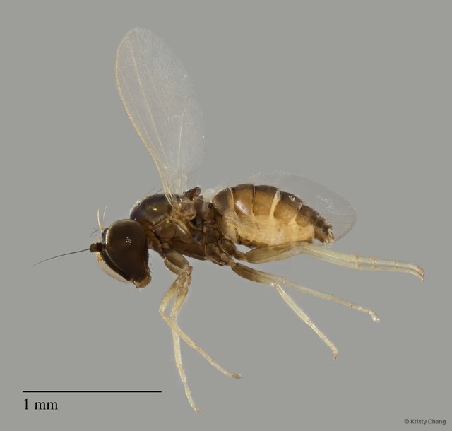 Chrysotus sp. "femalesingle2" • © Kristy Chang • All Rights Reserved