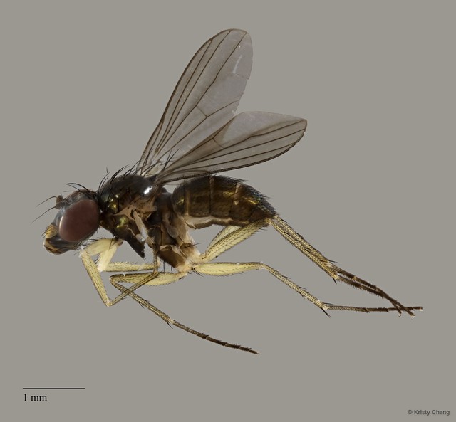 Chrysotus sp. "femalesingle3" • © Kristy Chang • All Rights Reserved
