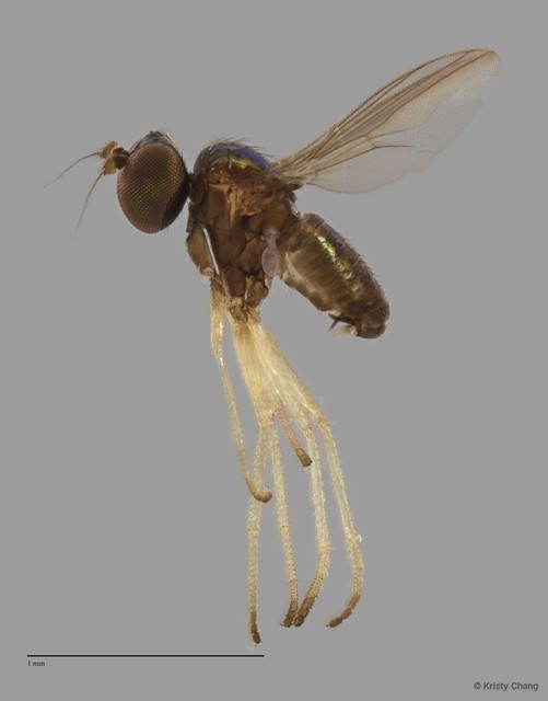 Chrysotus sp. "no dot" • © Kristy Chang • All Rights Reserved