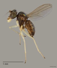 Chrysotus sp. "no dot" • © Kristy Chang • All Rights Reserved