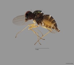 Chrysotus sp. "pr furcatus 1" • © Chin Kai Qing • All Rights Reserved