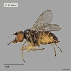 Chrysotus sp. "pr furcatus 1" • © Maimon Hussin • All Rights Reserved