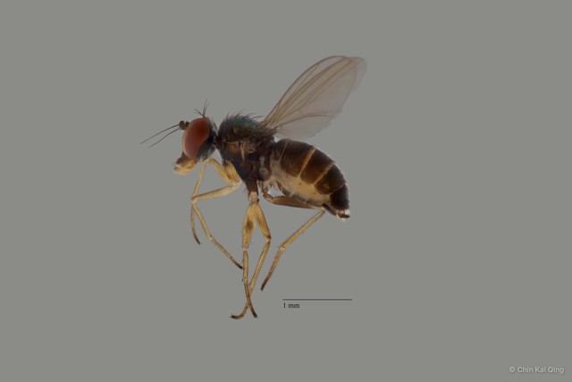 Chrysotus sp. "pr furcatus 2" • © Chin Kai Qing • All Rights Reserved