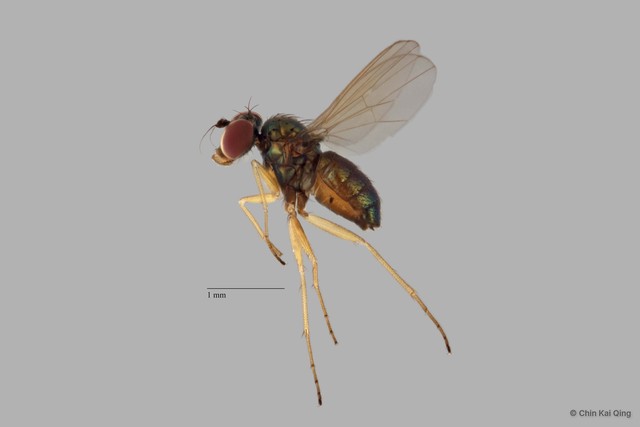 Chrysotus sp. "pr furcatus 3" • © Chin Kai Qing • All Rights Reserved