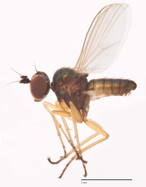 Chrysotus furcatus • © Jayanthi Puniamoorthy • All Rights Reserved