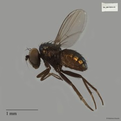 Chrysotus hirsutus • © Maimon Hussin • All Rights Reserved