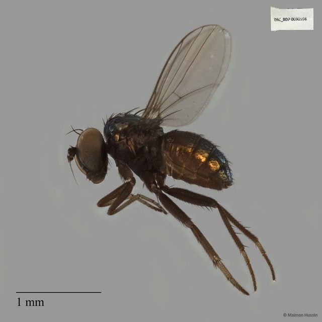 Chrysotus hirsutus • © Maimon Hussin • All Rights Reserved