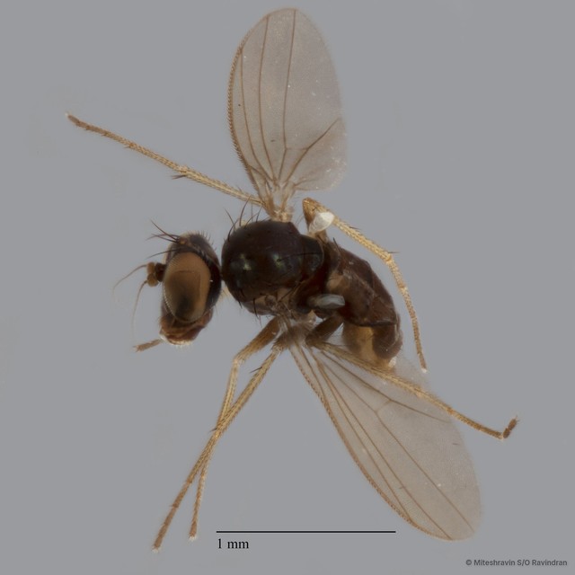 Diaphorus sp. "black femora 5P-ZRCBDP0002258" • © Miteshravin S/O Ravindran • All Rights Reserved
