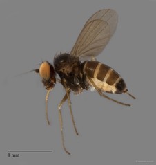 Diaphorus sp. "black femora 5P-ZRCBDP0002258" • © Maimon Hussin • All Rights Reserved