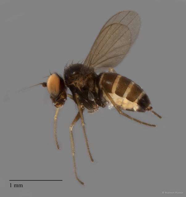 Diaphorus sp. "black femora 5P-ZRCBDP0002258"
