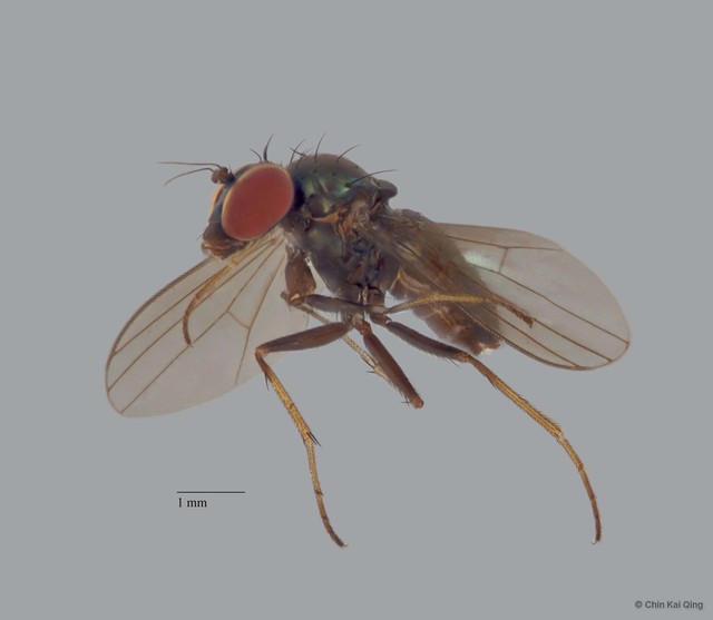 Diaphorus sp. "black femora 5P-ZRCBDP0005695" • © Chin Kai Qing • All Rights Reserved