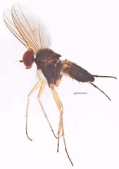 Diaphorus sp. "blackhindleg"