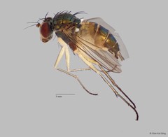 Diaphorus sp. "cf. mandarinus whitecoxa" • © Chin Kai Qing • All Rights Reserved