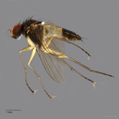 Diaphorus sp. "cf. mandarinus whitecoxa" • © Maimon Hussin • All Rights Reserved