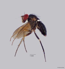 Diaphorus sp. "dark wings"