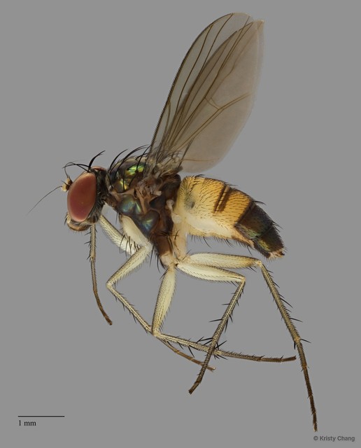 Diaphorus sp. "pr mandarinus" • © Kristy Chang • All Rights Reserved