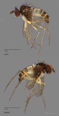 Diaphorus sp. "white small"