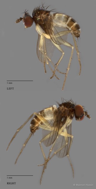 Diaphorus sp. "white small" • © Maimon Hussin • All Rights Reserved