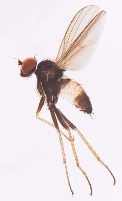 Diaphorus sp. "whitering" • © Jayanthi Puniamoorthy • All Rights Reserved
