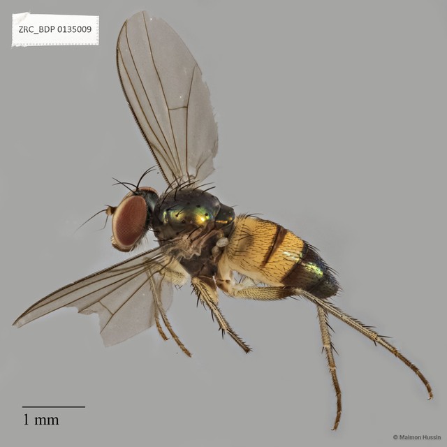 Diaphorus sp. "ZRCBDP0135009" • © Maimon Hussin • All Rights Reserved