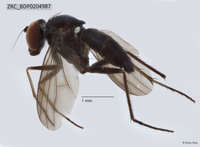 Diaphorus sp. "ZRCBDP0204987" • © Rene Ong • All Rights Reserved