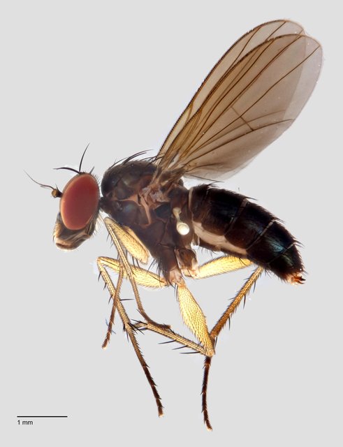 Diaphorus mandarinus