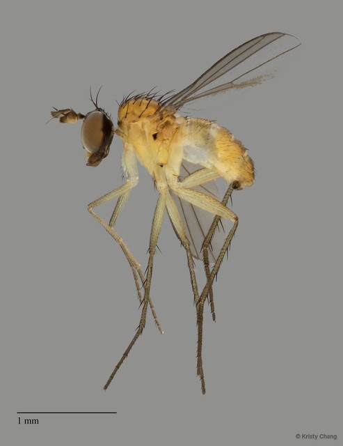 Hercostomoides sp. "cf. indonesianus" • © Kristy Chang • All Rights Reserved