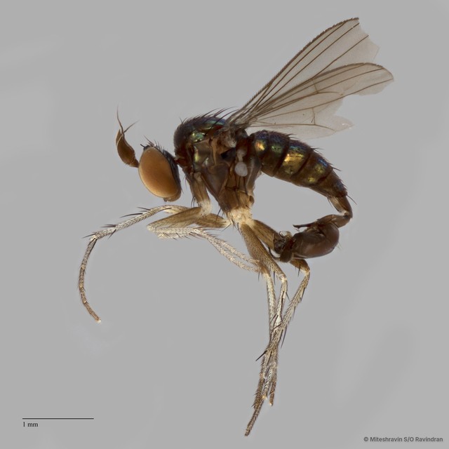 Hercostomus