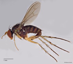 Lichtwardtia formosana • © Maimon Hussin • All Rights Reserved