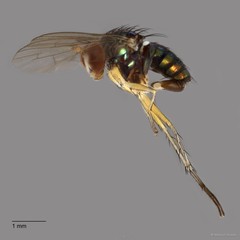 Lichtwardtia formosana • © Maimon Hussin • All Rights Reserved