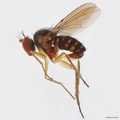 Lichtwardtia nodulata Tang & Grootaert