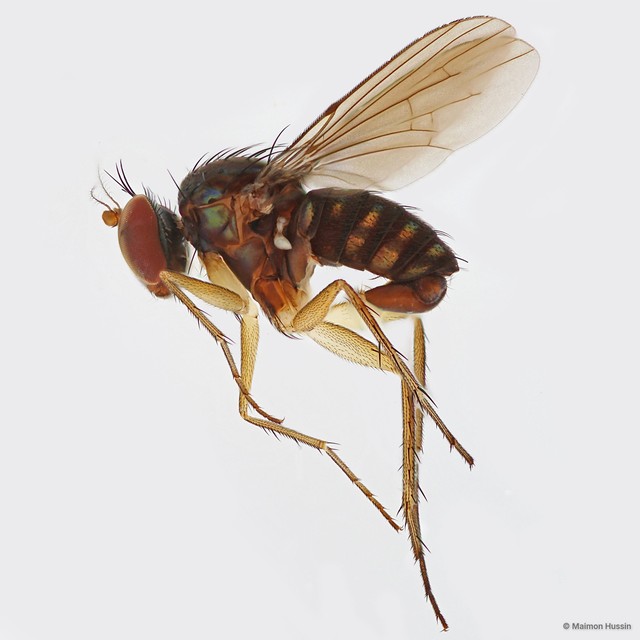 Lichtwardtia nodulata • © Maimon Hussin • All Rights Reserved