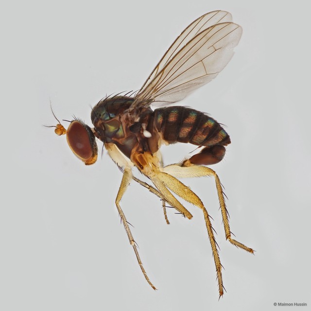 Lichtwardtia semakau