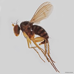 Lichtwardtia singaporensis • © Maimon Hussin • All Rights Reserved