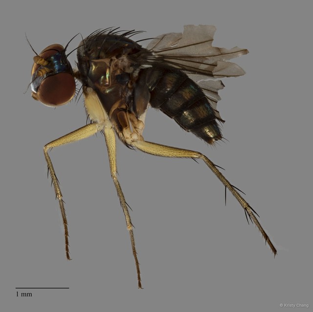 Lichtwardtia singaporensis
