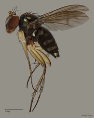 Lichtwardtia singaporensis • © Kristy Chang • All Rights Reserved