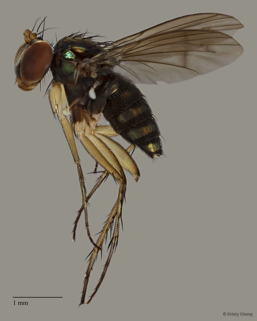 Lichtwardtia singaporensis