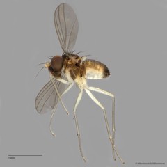 Mastigomyia sp. "e91b8527" • © Miteshravin S/O Ravindran • All Rights Reserved