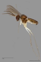 Mastigomyia sp. "e91b8527" • © Miteshravin S/O Ravindran • All Rights Reserved